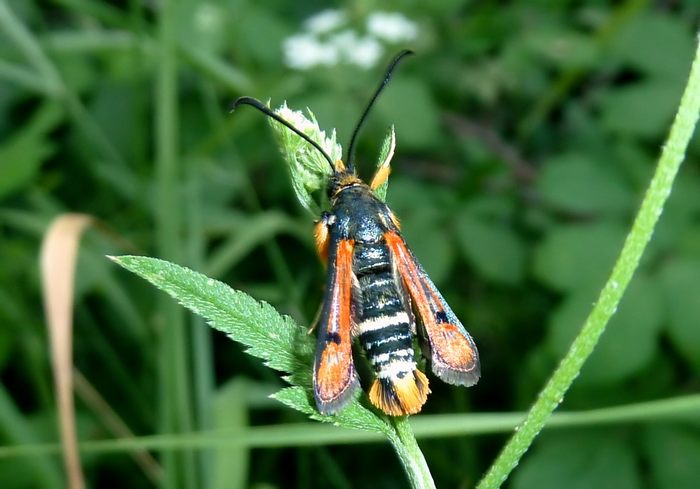 il mio primo Sesiidae