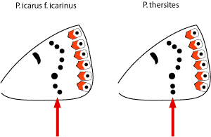 Polyommatus (strano) da identificare