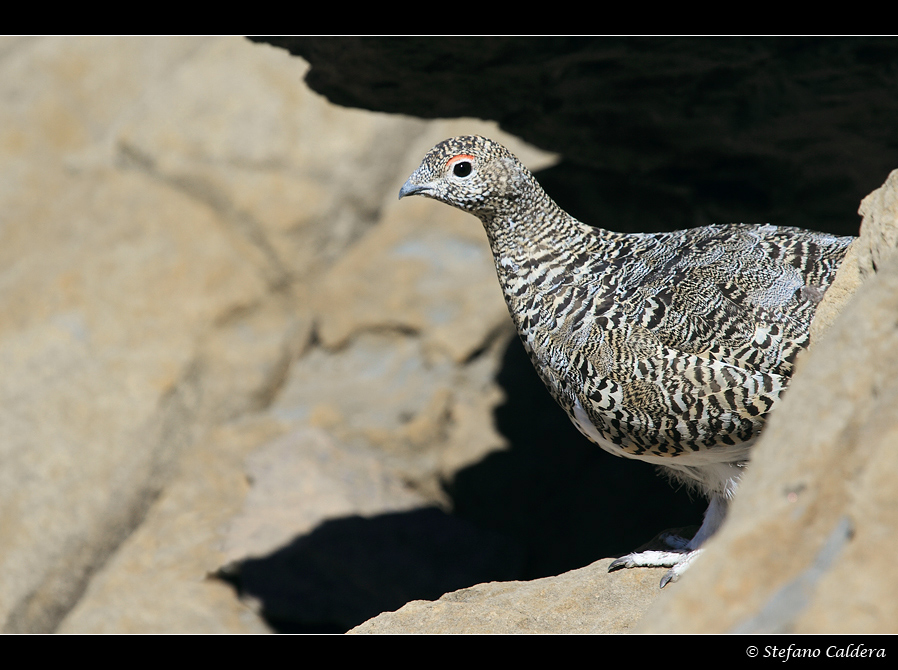 Pernice bianca - Lagopus mutus