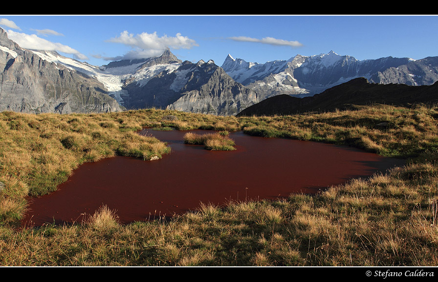 Arrossamento da Glenodinium sanguineum?