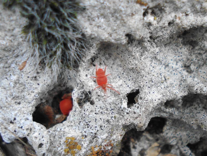 Trombidiidae