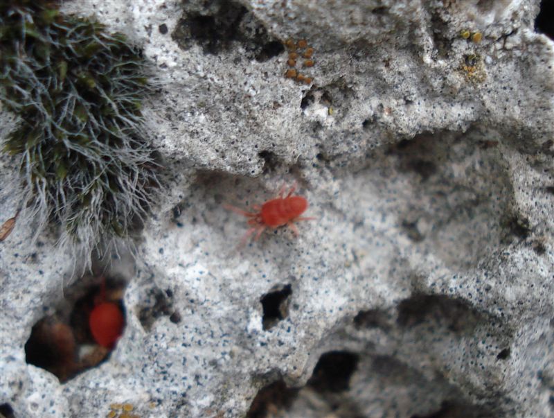 Trombidiidae
