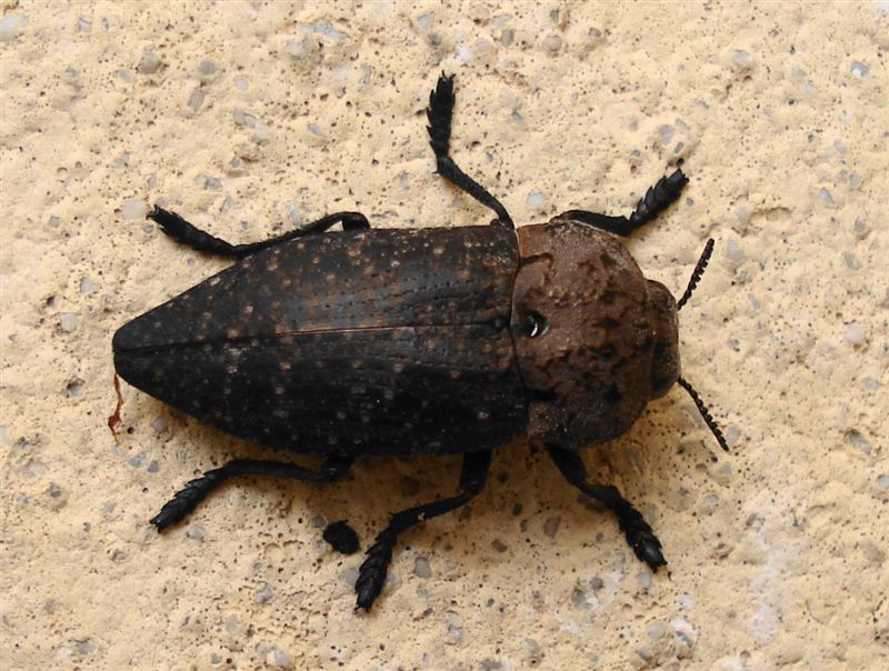 Capnodis tenebricosa