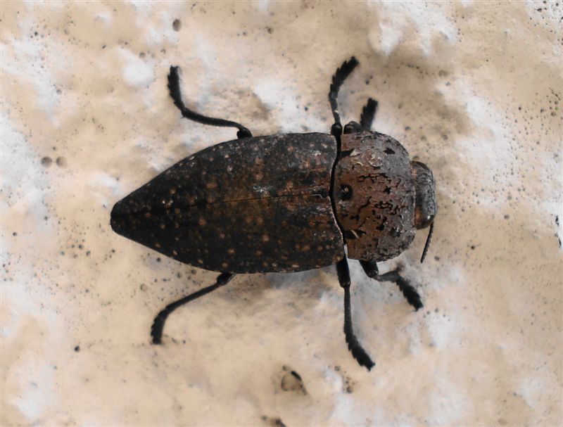 Capnodis tenebricosa
