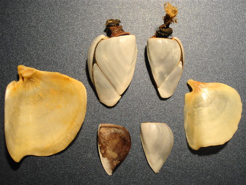 Strano molluschi