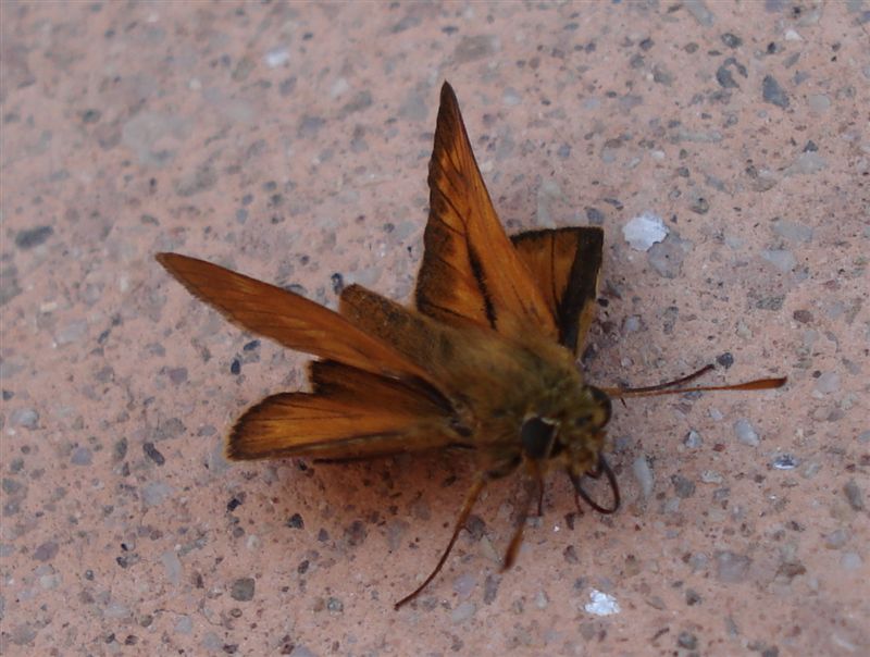 Ochlodes silvanus