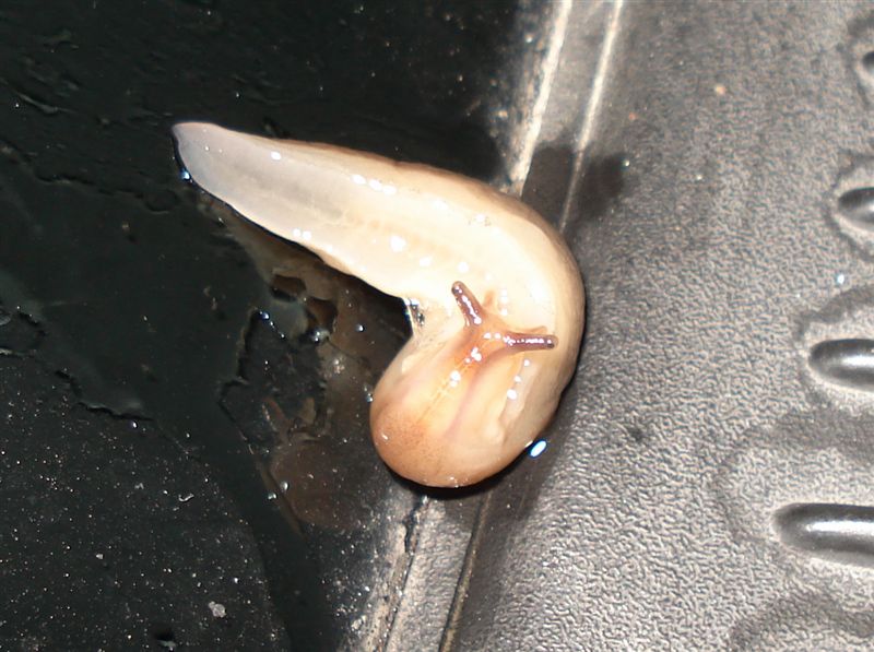 Lehmannia valentiana  (Frussac 1822) da Pescara