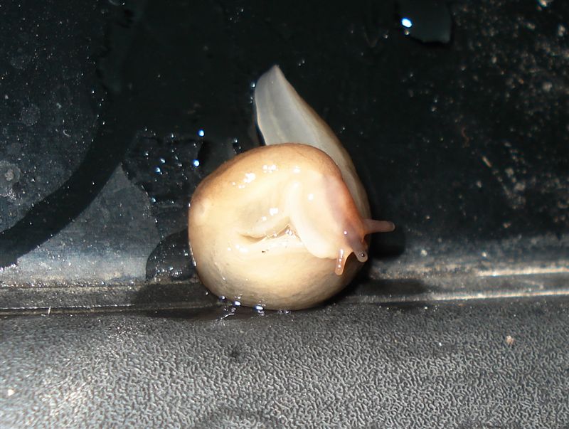 Lehmannia valentiana  (Frussac 1822) da Pescara