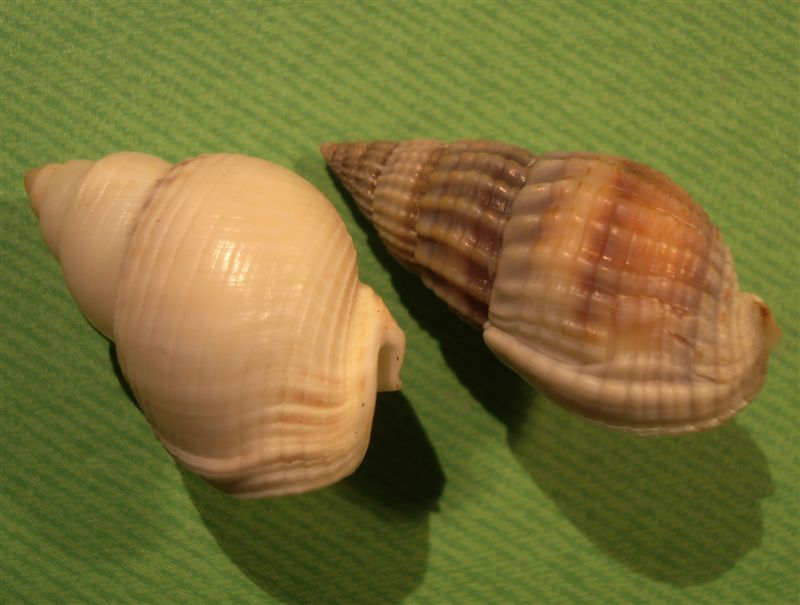 Nassarius nitidus