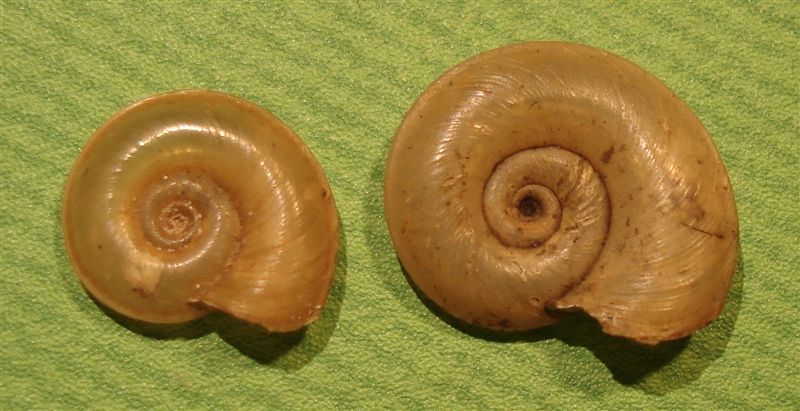 Rognosi planorbidi (chi pi, chi meno)
