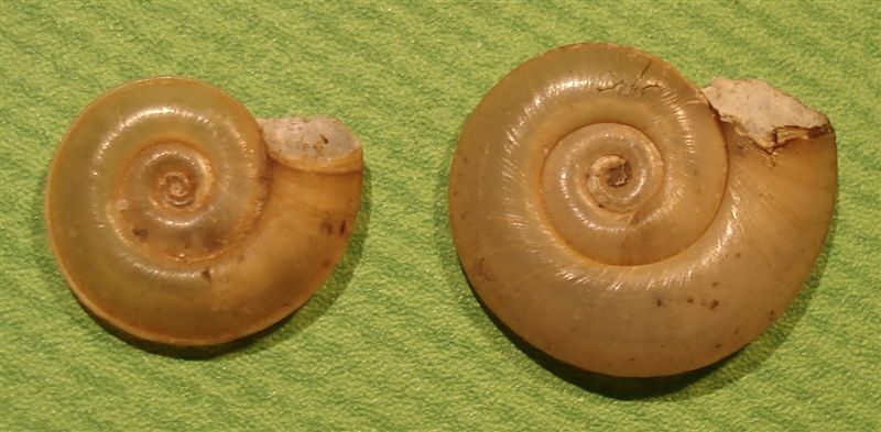 Rognosi planorbidi (chi pi, chi meno)