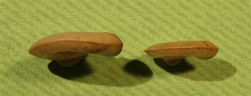 Rognosi planorbidi (chi pi, chi meno)