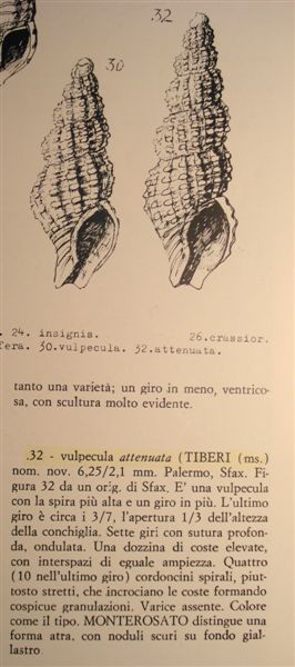 Chauvetia dalle Kerkennah