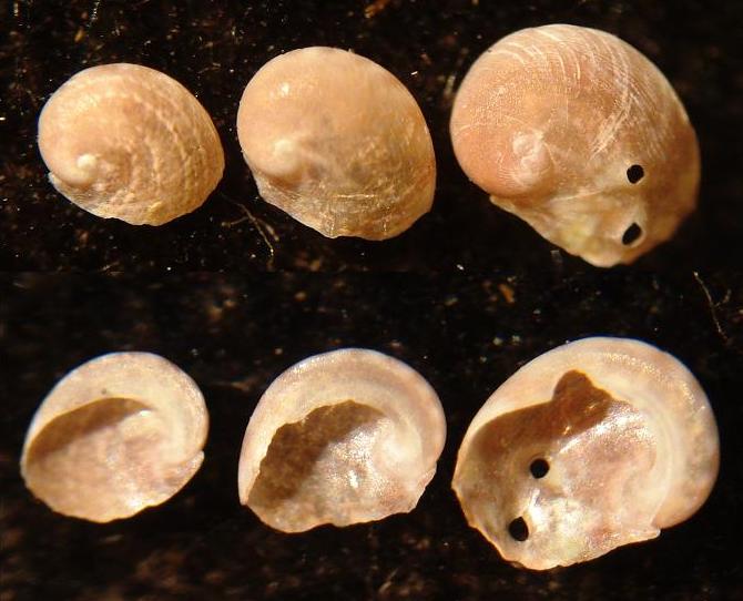 Philine angulata o Haliotis ?