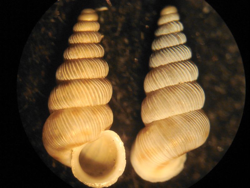 Dall''Abruzzo:Cochlostoma cf. mariannae