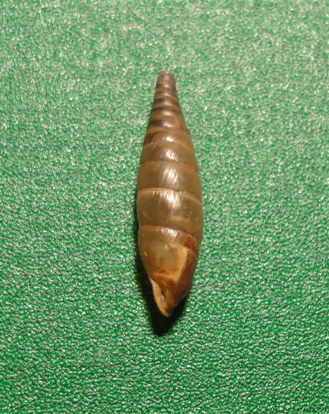 Siciliaria piceata dalle Marche