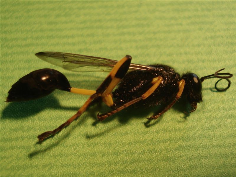 Vespa vasaia con vasi