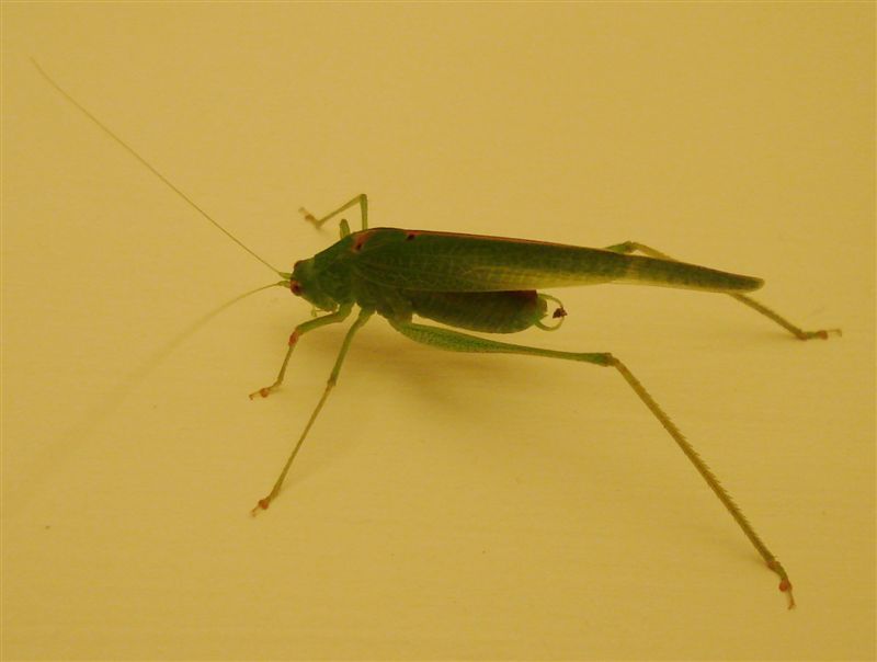 Phaneroptera