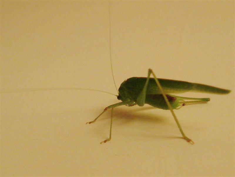 Phaneroptera