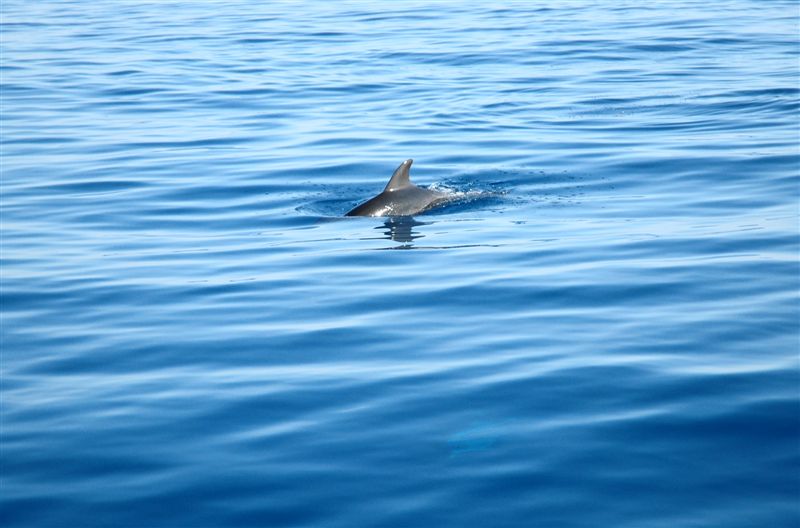 Tursiops truncatus