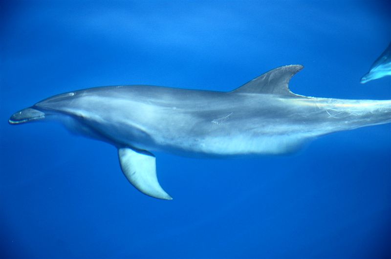 Tursiops truncatus