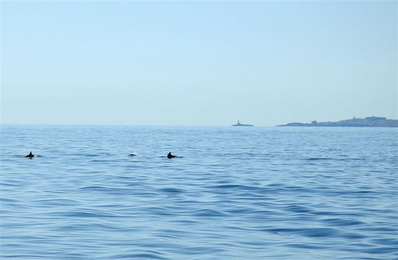 Tursiops truncatus