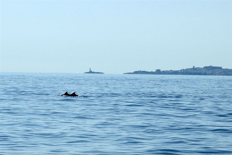 Tursiops truncatus