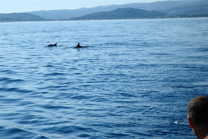 Tursiops truncatus