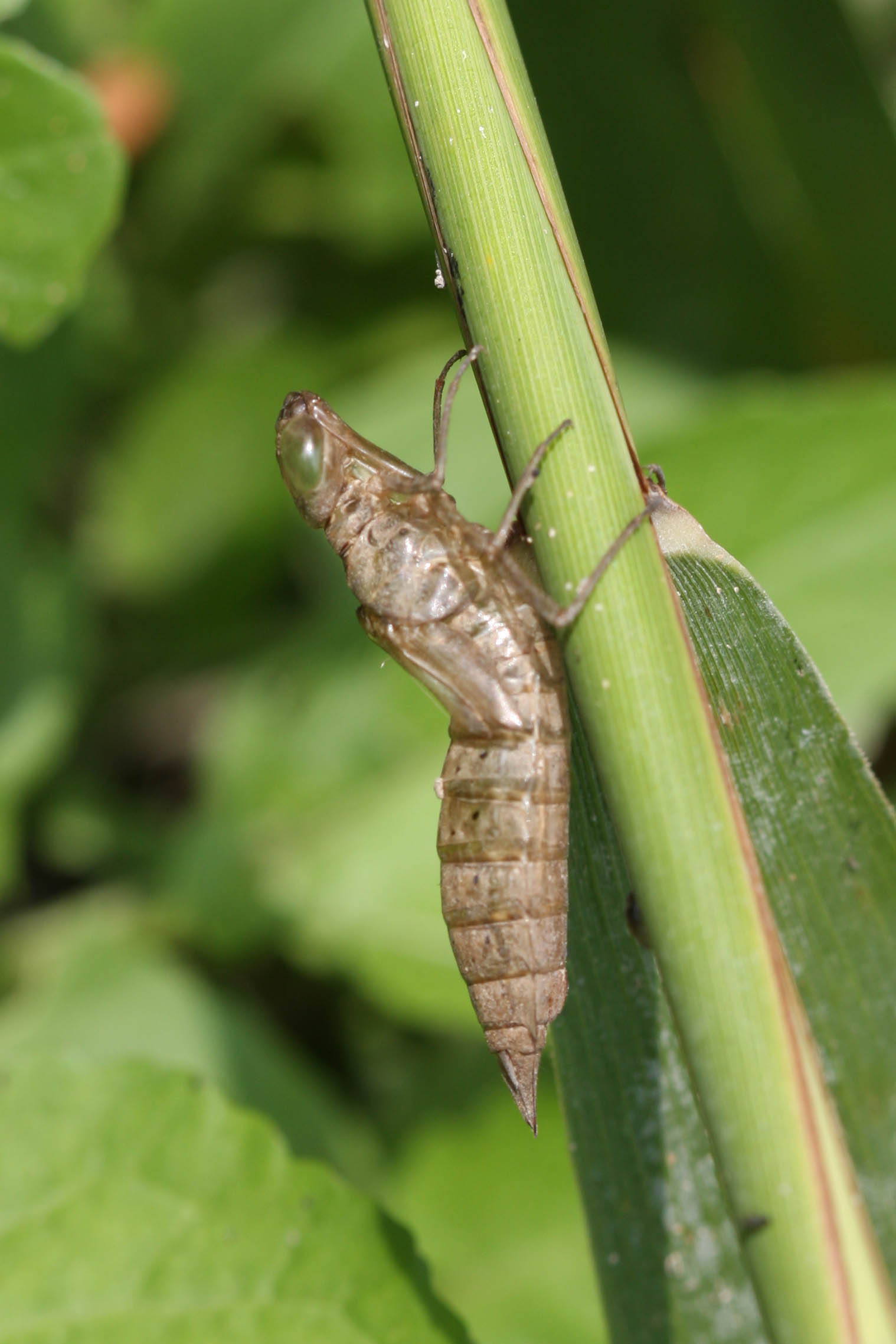 Exuvia