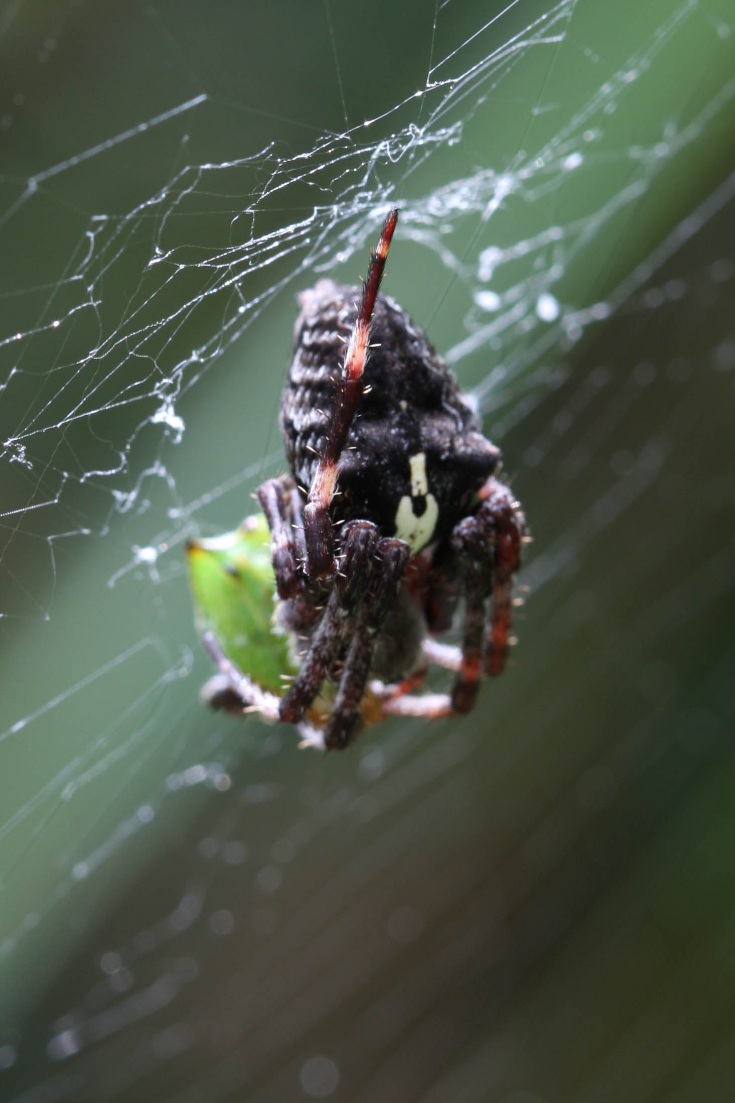 Araneus sp.