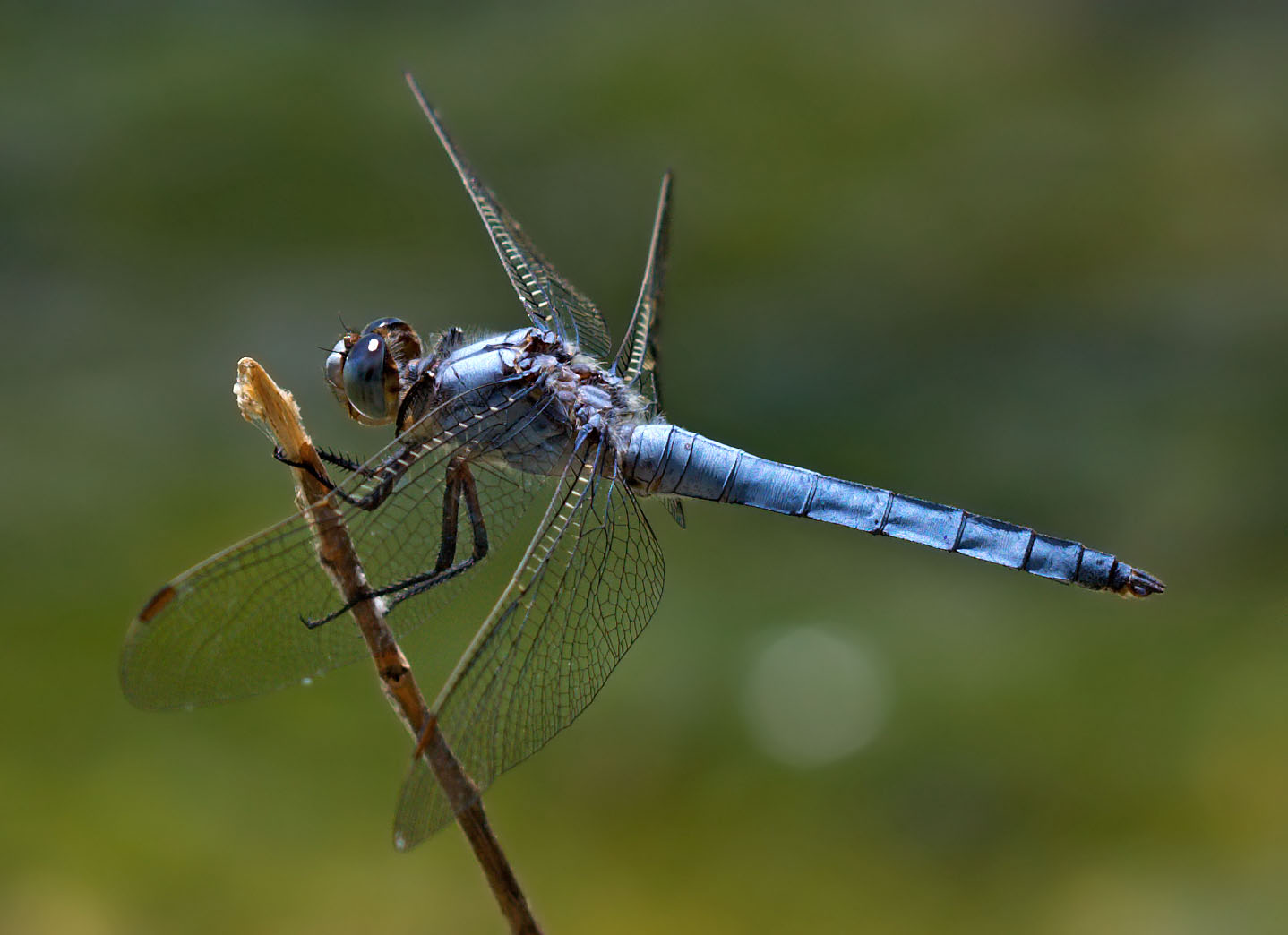 Orthetrum? - Orthetrum brunneum
