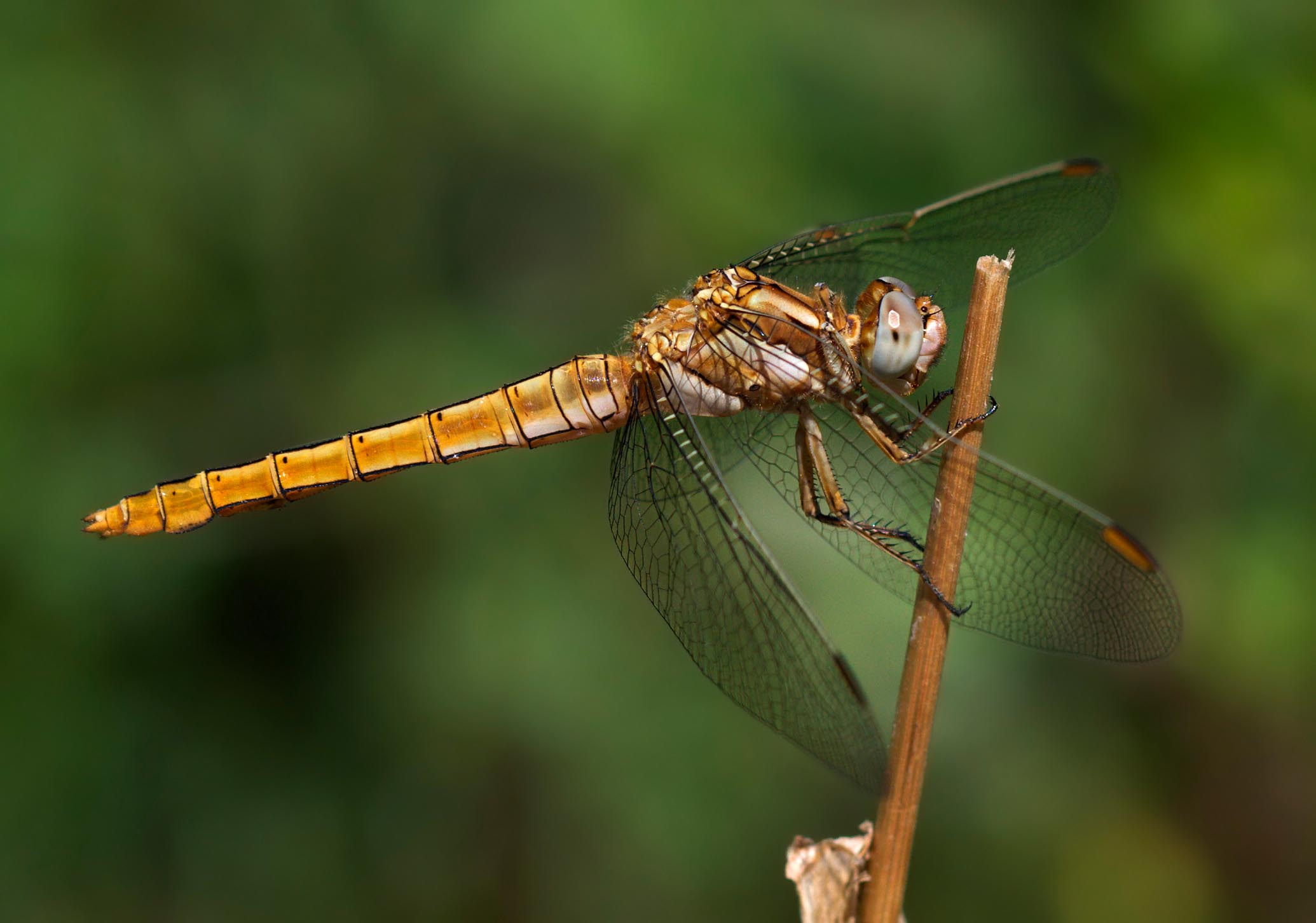 Orthetrum? - Orthetrum brunneum