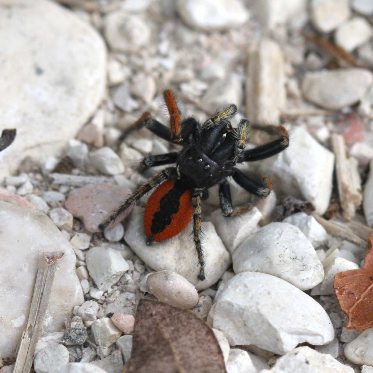 Philaeus chrysops