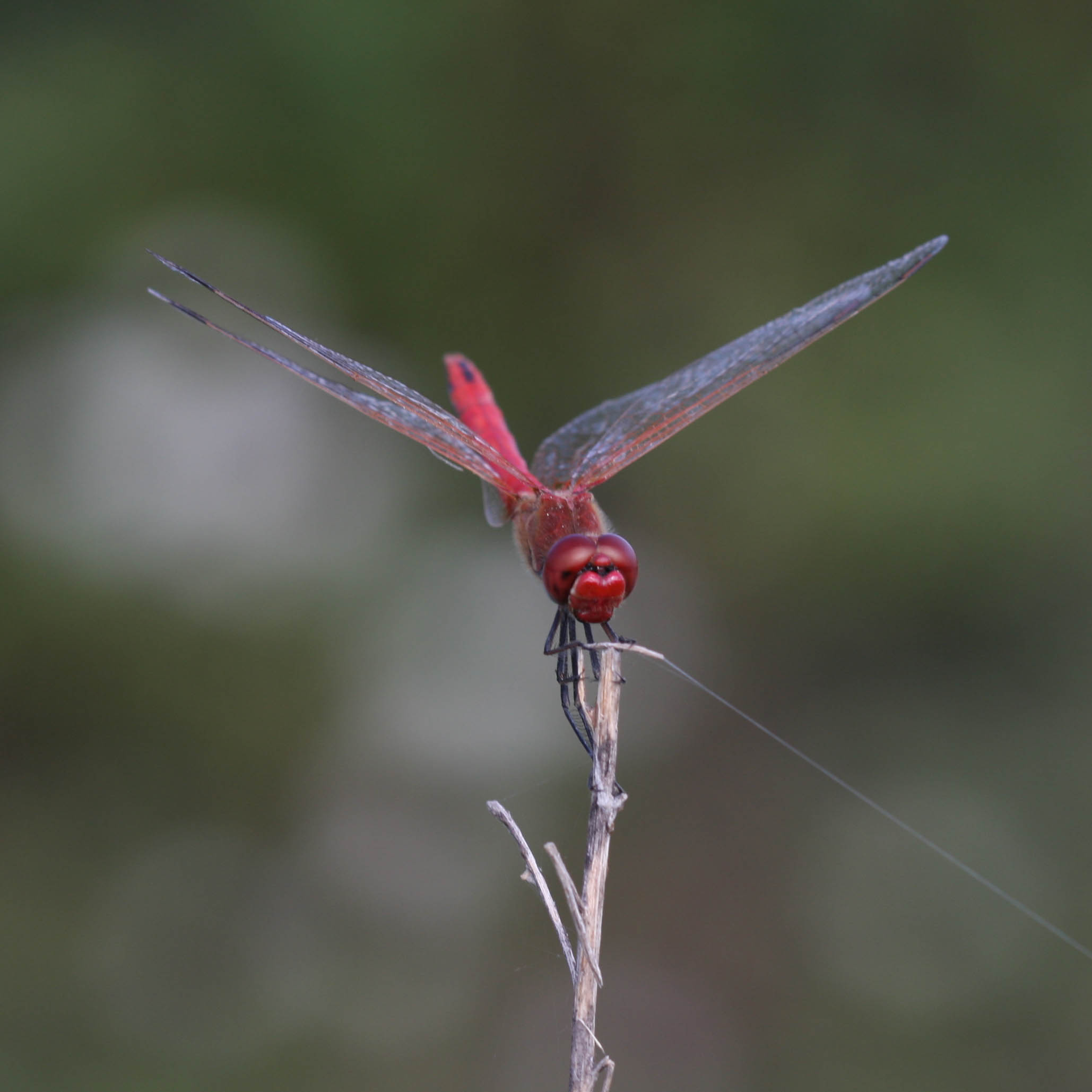 Sympetrum fonscolombii, maschio