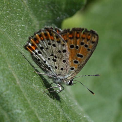 Lycaena thersamon?