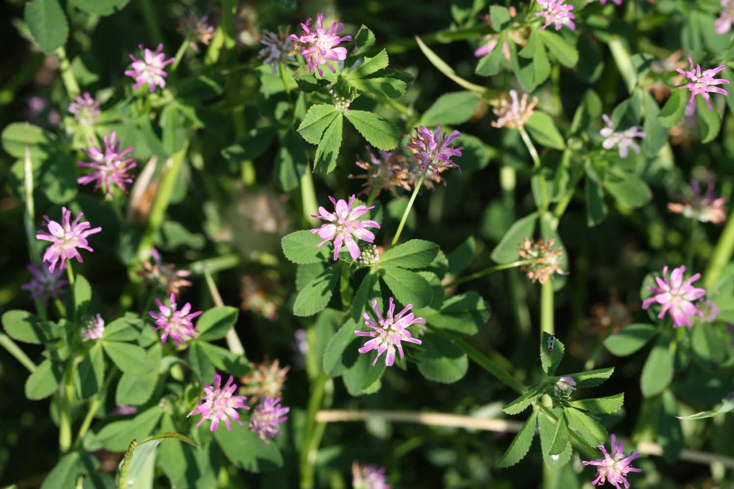 Trifolium resupinatum e T. campestre