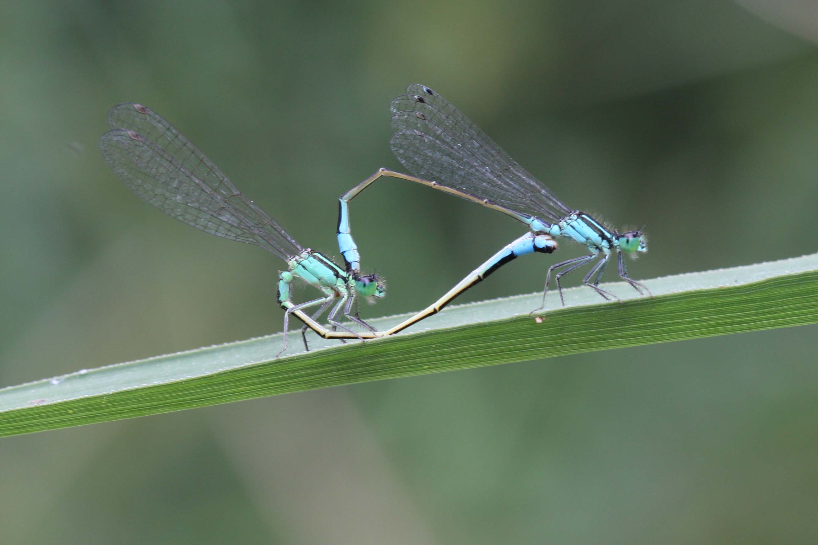 Ischnura elegans?