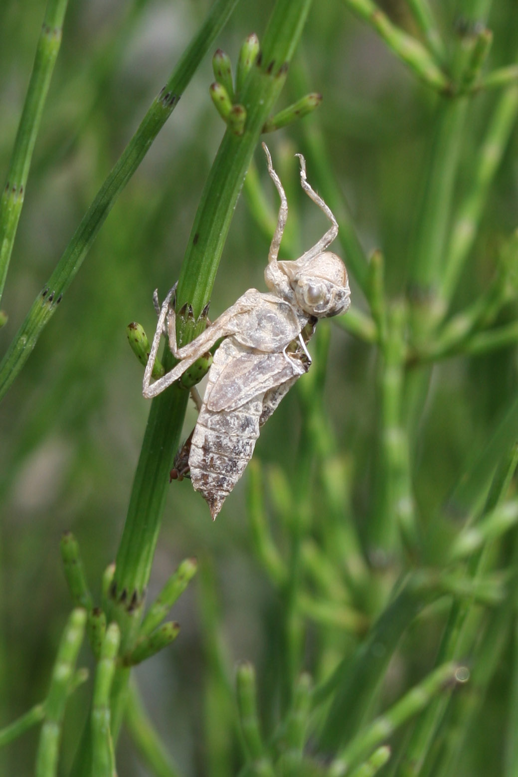 Exuvia 2