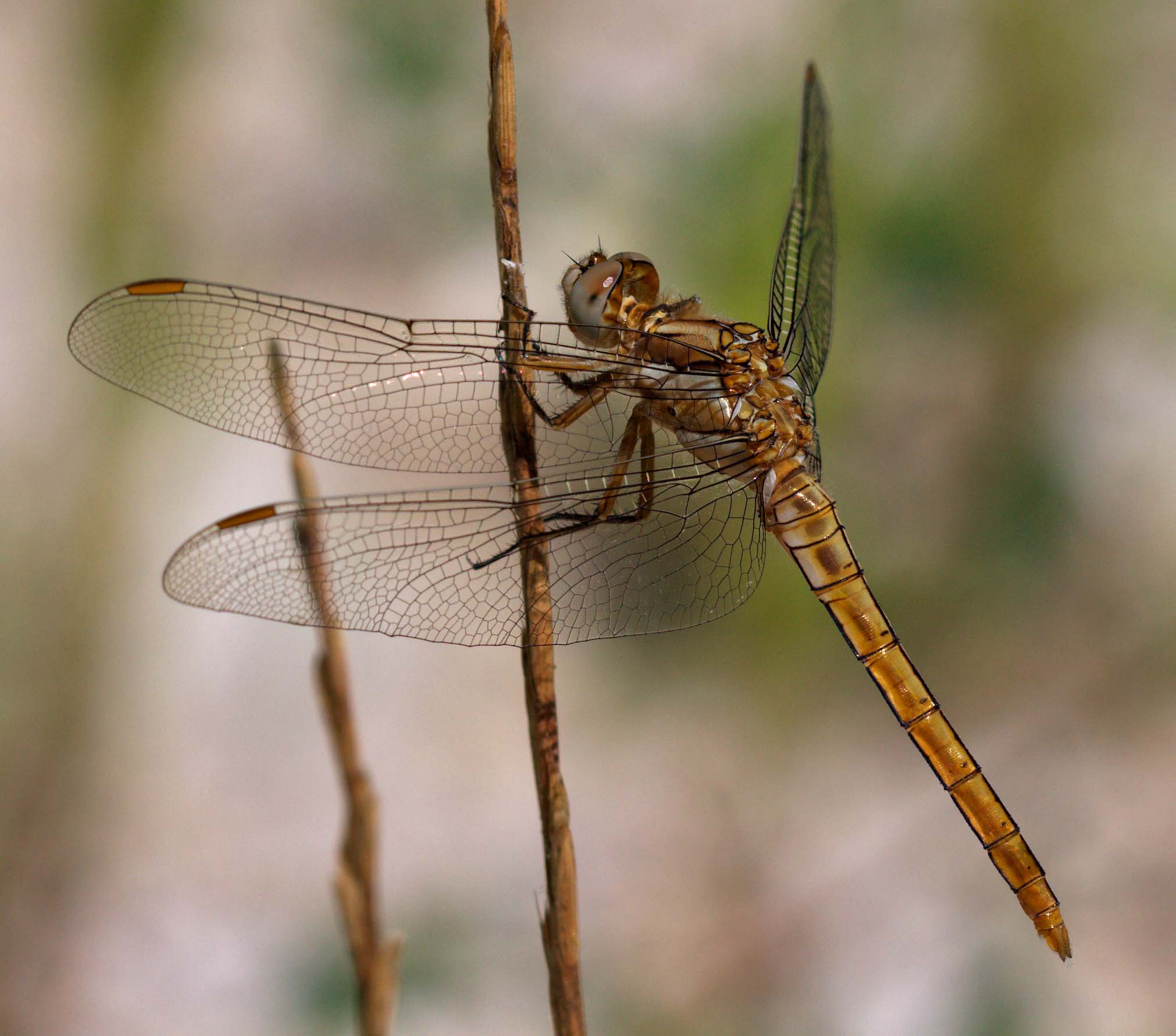 Orthetrum? - Orthetrum brunneum
