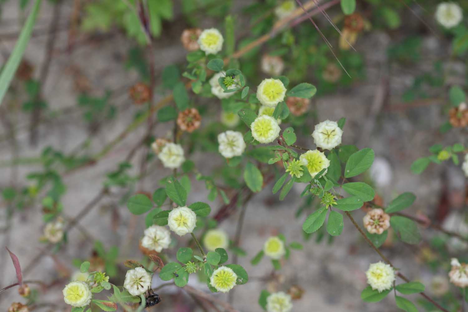 Trifolium resupinatum e T. campestre