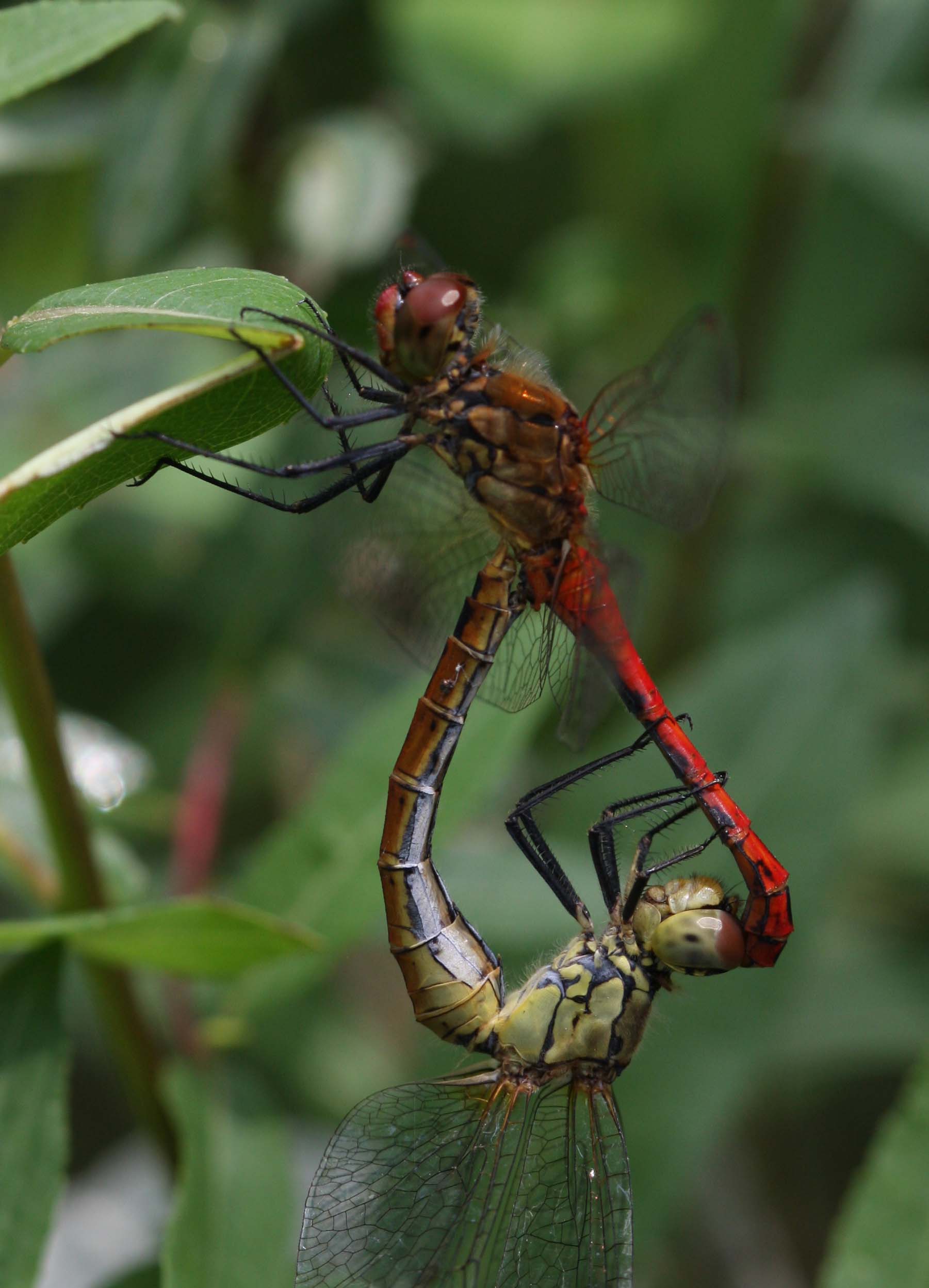 Sympetrum