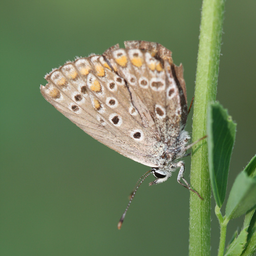 Plebejus?