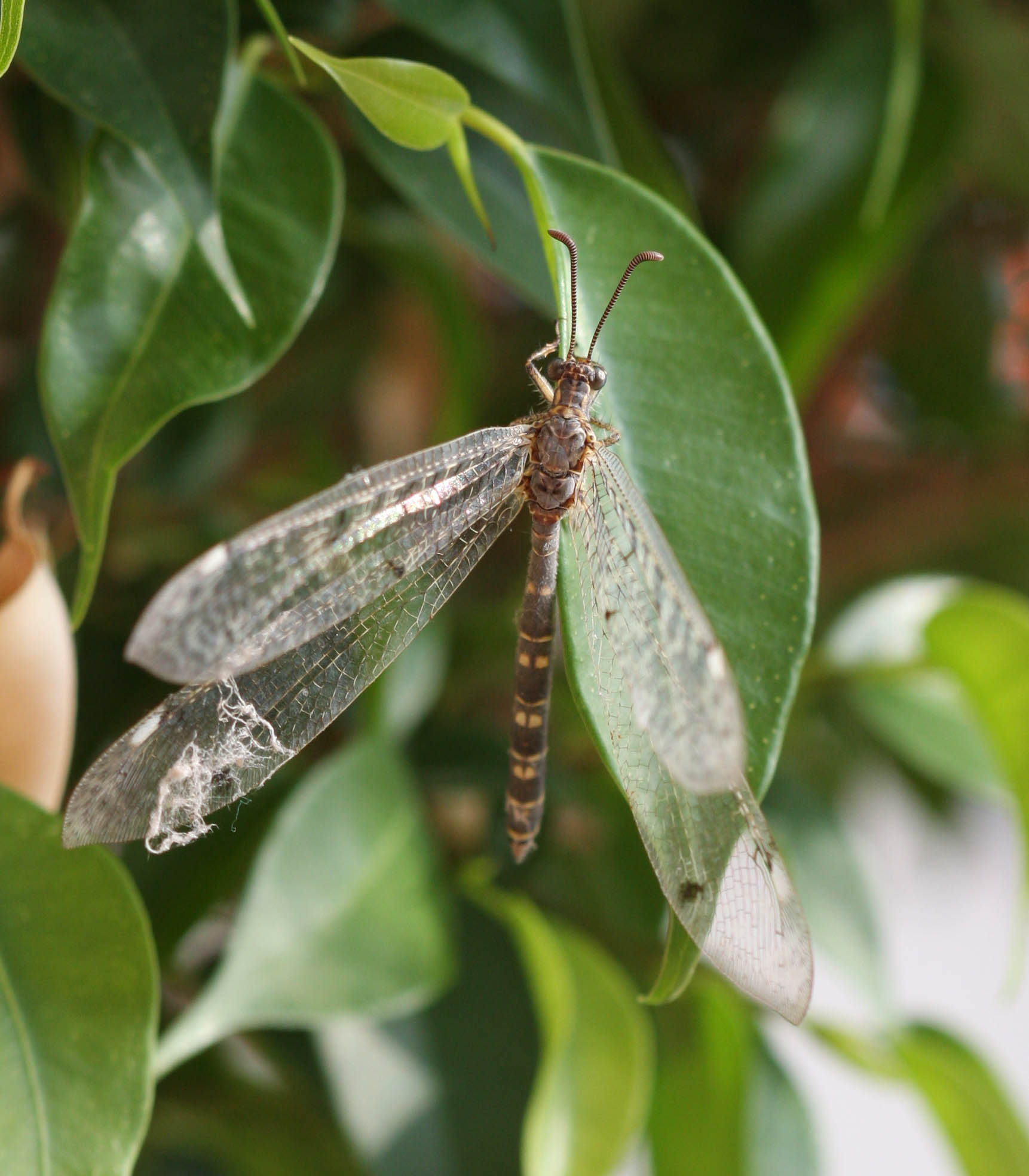 Distoleon tetragrammicus