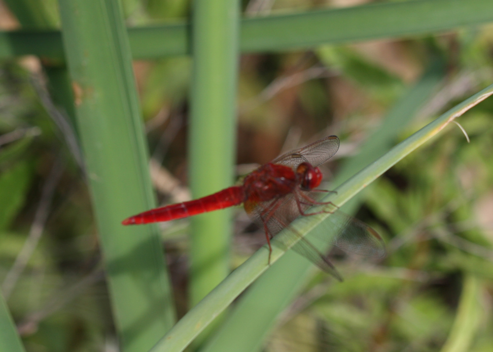 Crocothemis? - Crocothemis erythraea