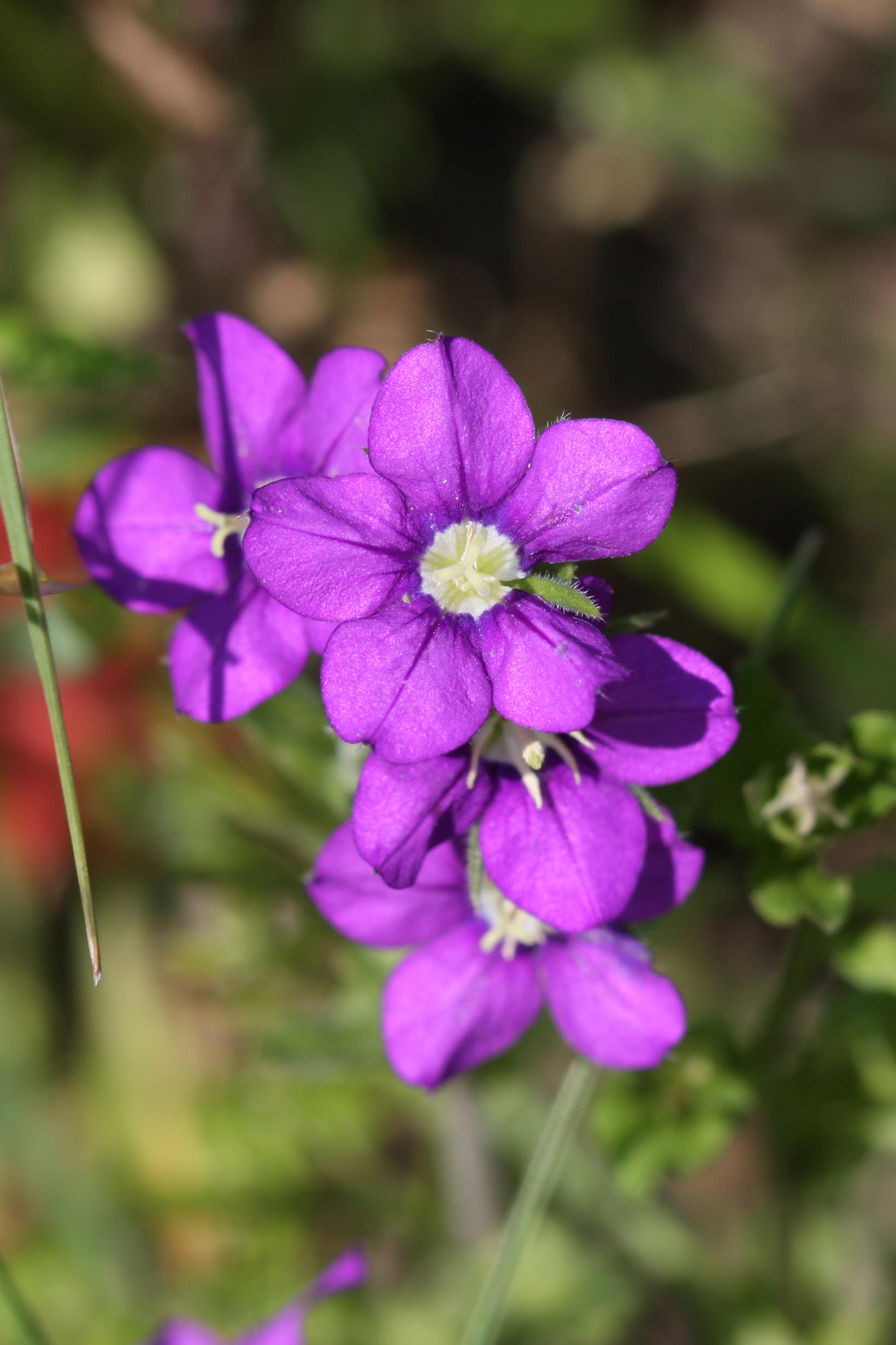Legousia speculum-veneris
