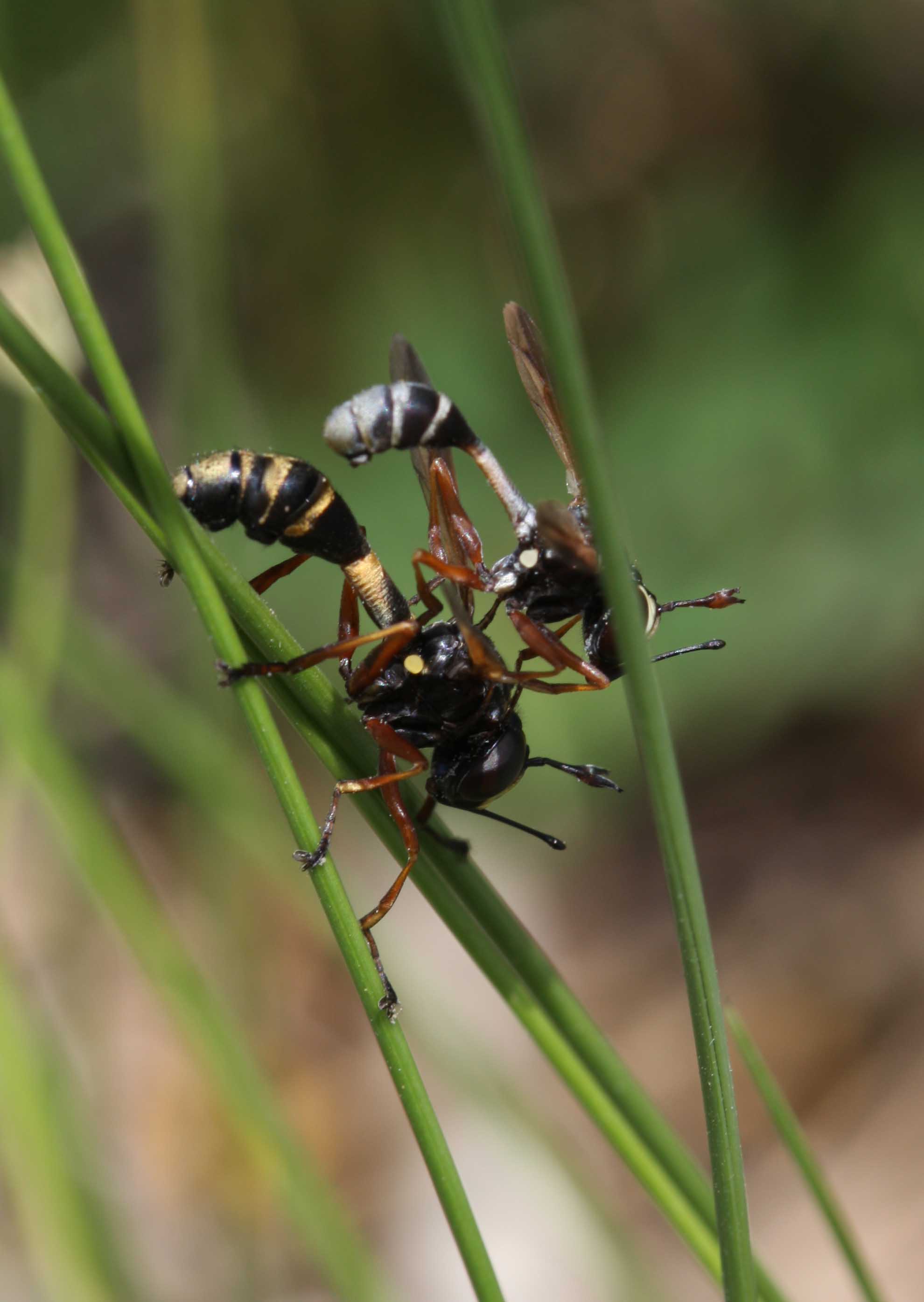 ditteri Conopiidae: Physocephala sp.