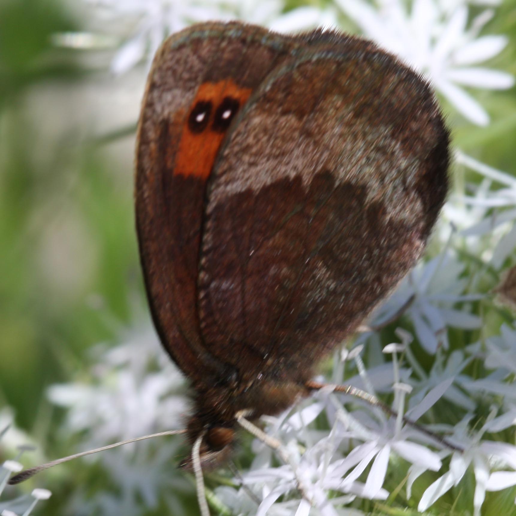Erebia? - Erebia neoridas