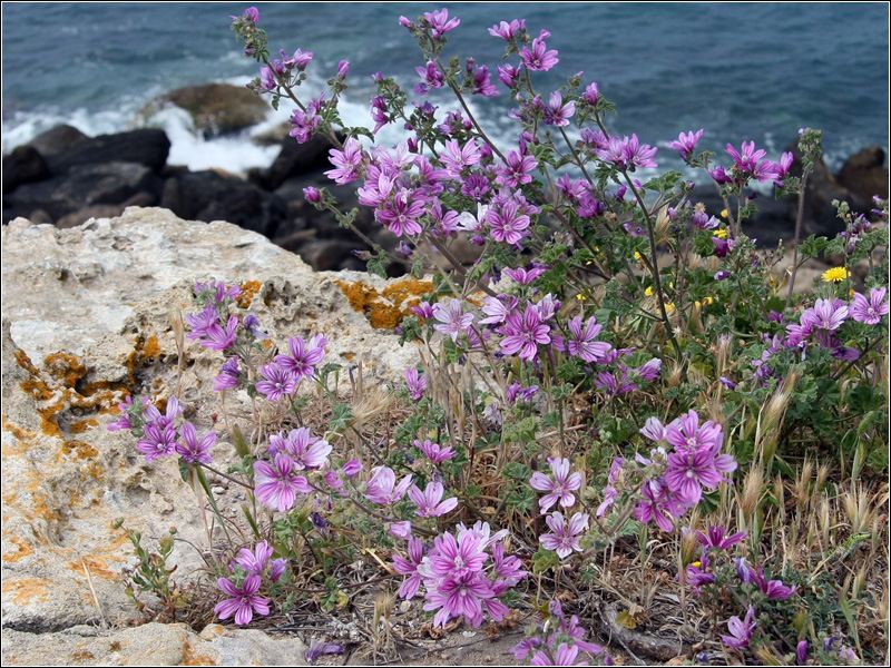 Malva sylvestris