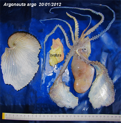 Argonauta argo