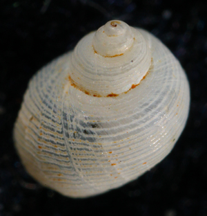 Macromphalus abylensis